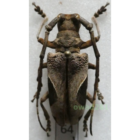 Paraleprodera crucifera (Fabricius, 1793) Thailand 31mm64